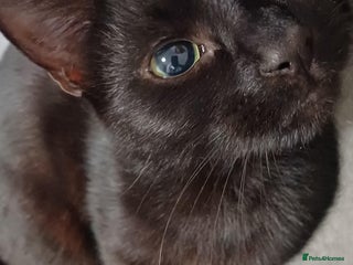 British Shorthair cats Two Cats - Advert 1