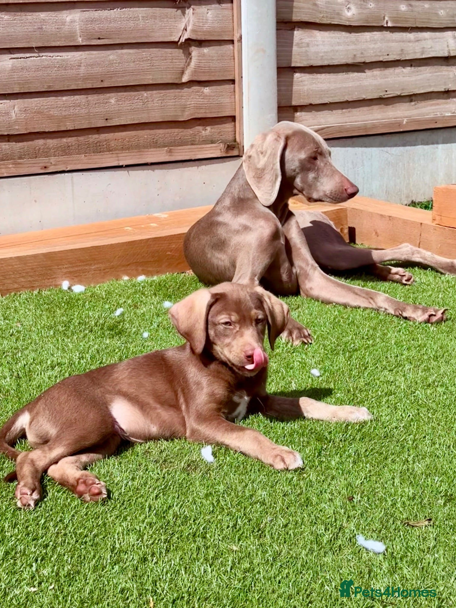 Mixed Breed dogs 🏡Boys Ready Siberian Shepsky x Weimaraner Pups ❤️ - Advert 2