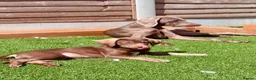Mixed Breed dogs for sale:  ❤️Last 2! HUSKY SHEPHERD X WEIMARANER BOYS READY - Advert 22