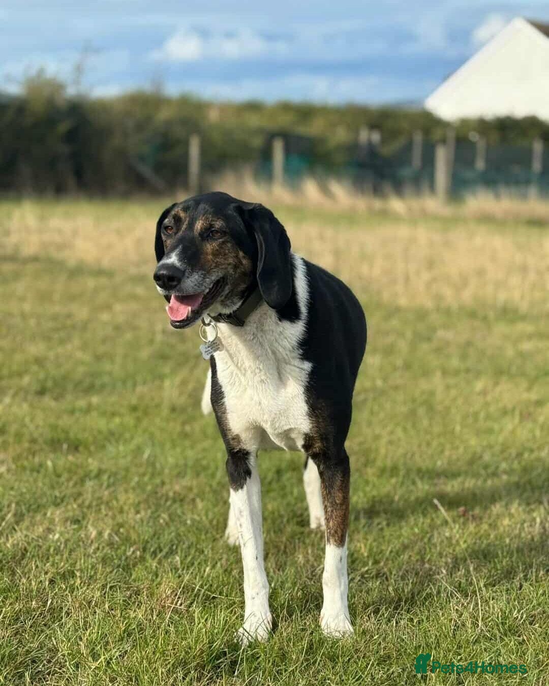 Coonhound dogs 🐾 Obie – Loyal, Intelligent Boy - Advert 5
