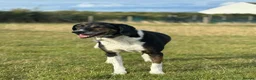 Coonhound dogs for adoption: 🐾 Obie – Loyal, Intelligent Boy - Advert 1