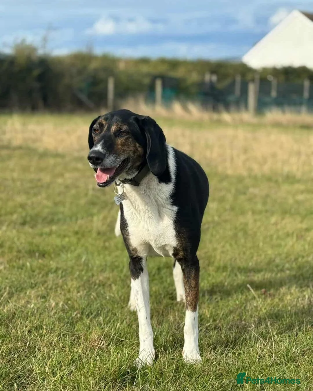 Coonhound dogs for adoption: 🐾 Obie – Loyal, Intelligent Boy - Advert 1