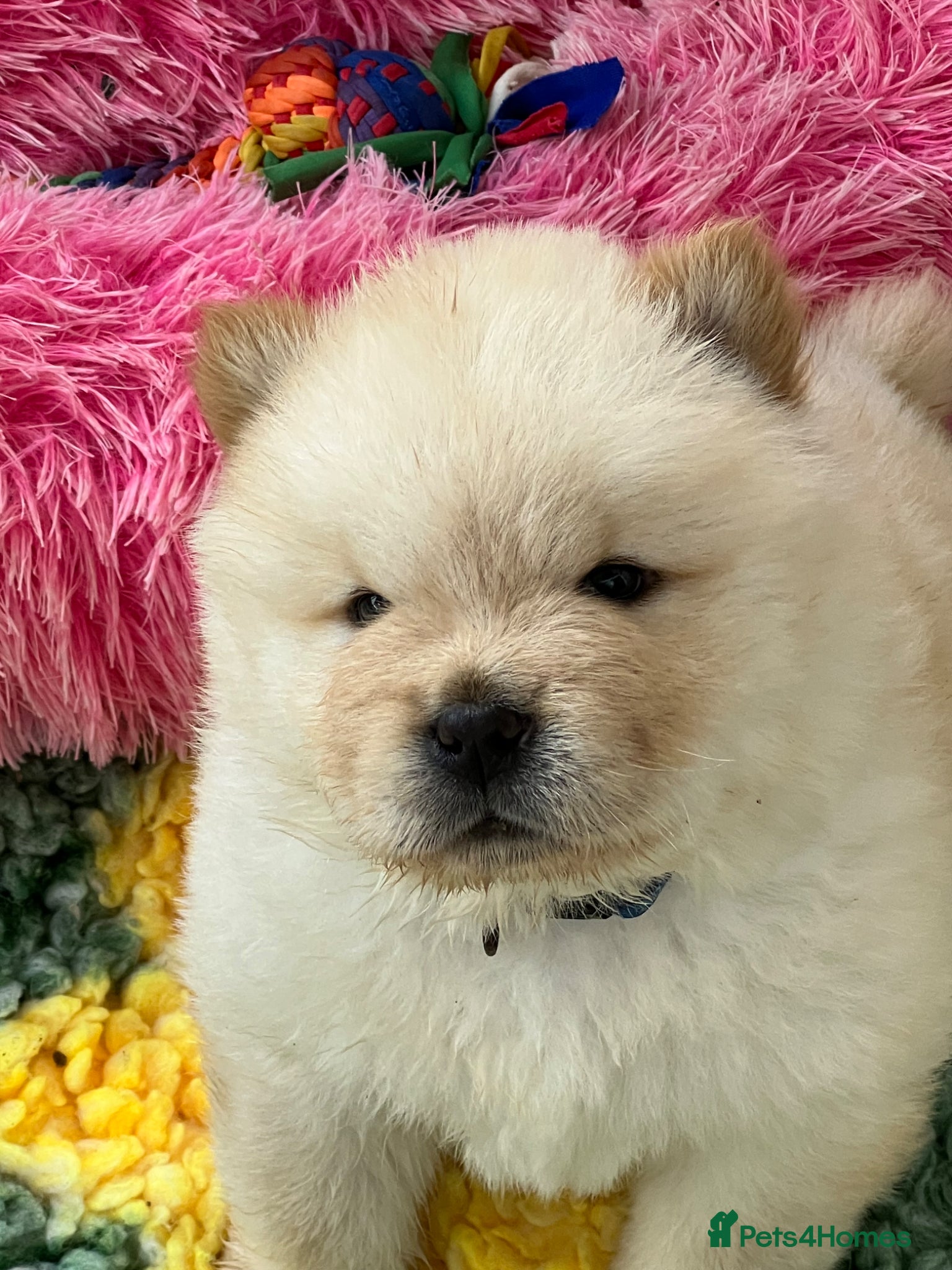 Chow Chow dogs KC chow chow puppies  - Advert 2