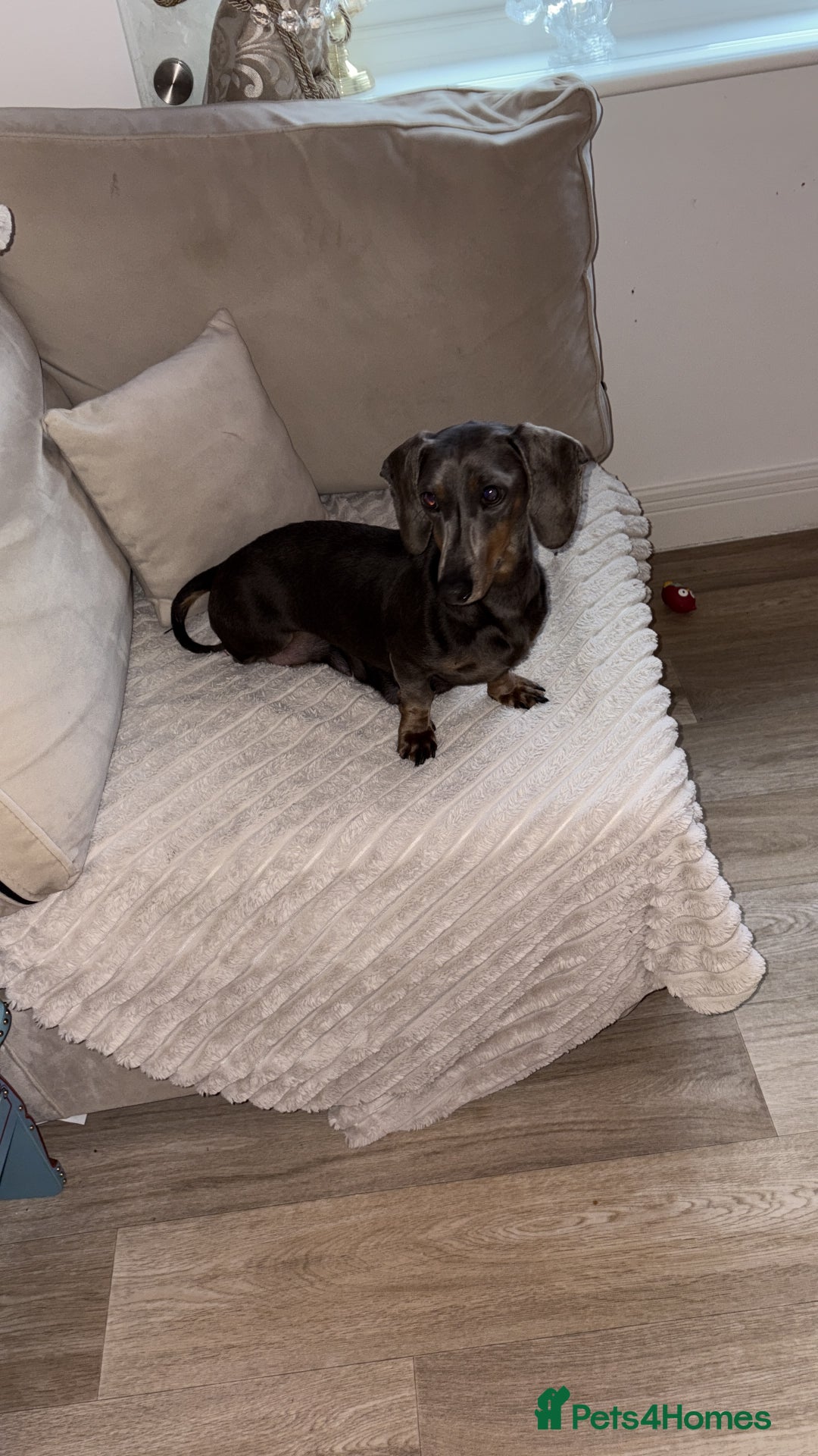 Dachshund dogs for sale: Dachshund Puppies for sale  - Advert 2