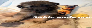 German Shepherd 1