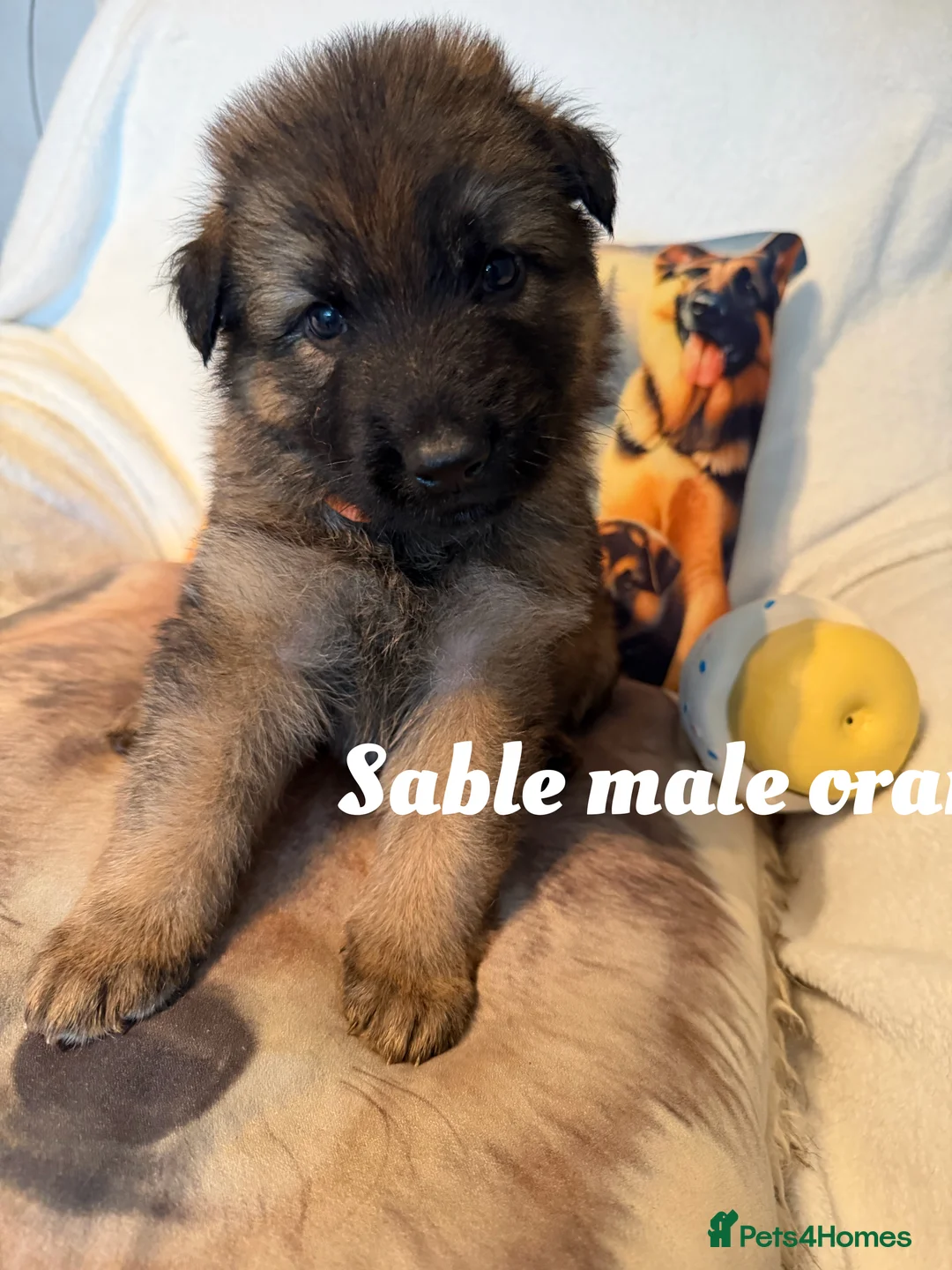 German Shepherd dogs for sale: Glenconner German Shepherds  - Advert 7