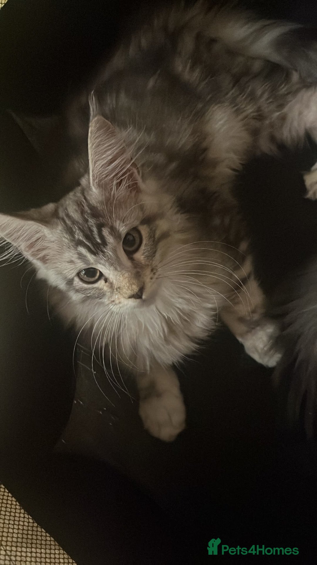 Maine Coon cats Maine coon kittens GCCF registered - Advert 17