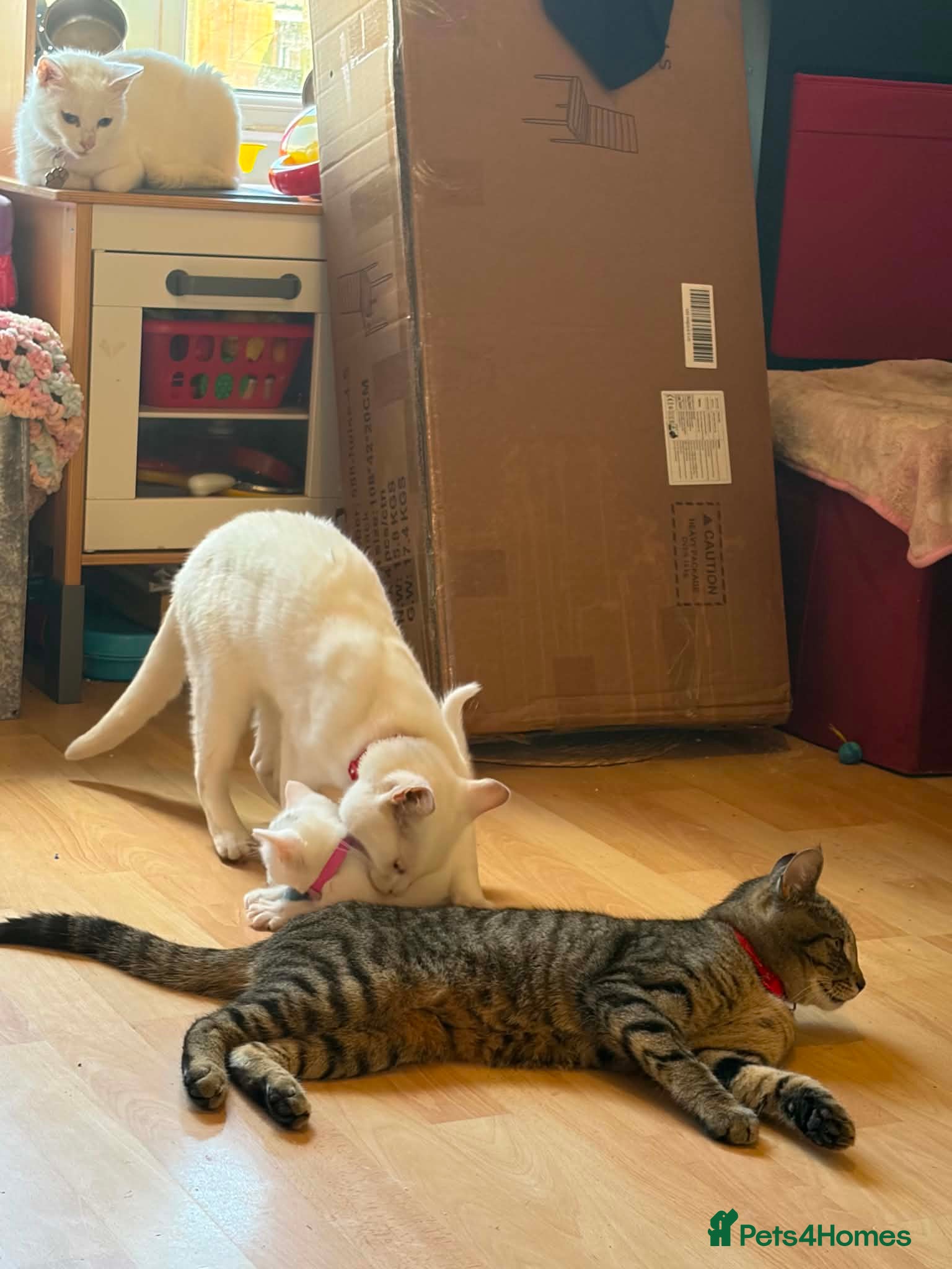 British Longhair cats Cuddles required  - Advert 1