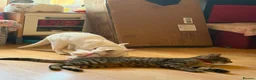 British Longhair cats for sale: Cuddles required  in Dursley - Advert 1