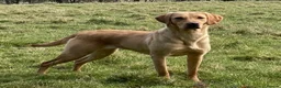 Labrador Retriever dogs for sale: 2 Quality strong Labrador pups  - Advert 4