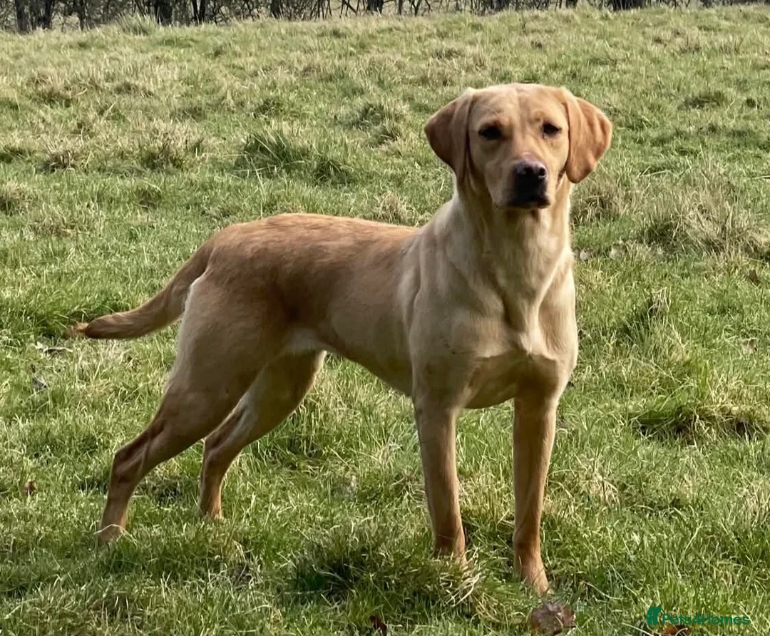 Labrador Retriever dogs for sale: 2 Quality strong Labrador pups  - Advert 4