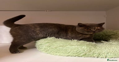 British Shorthair cats - Advert 2