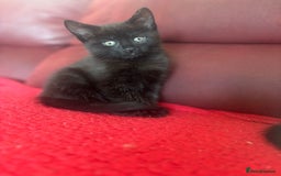 Mixed Breed cats for sale: Two Adorable Male Kittens 🥰😍 - Image 4