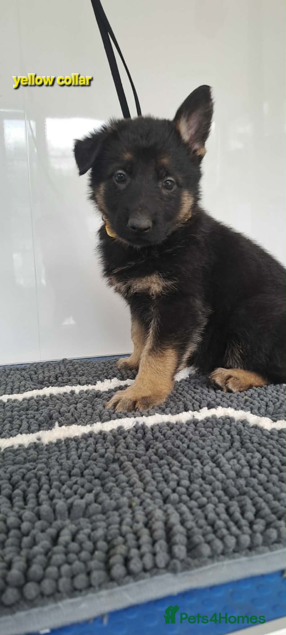 German Shepherd dogs German Shepherd Puppies - Advert 1