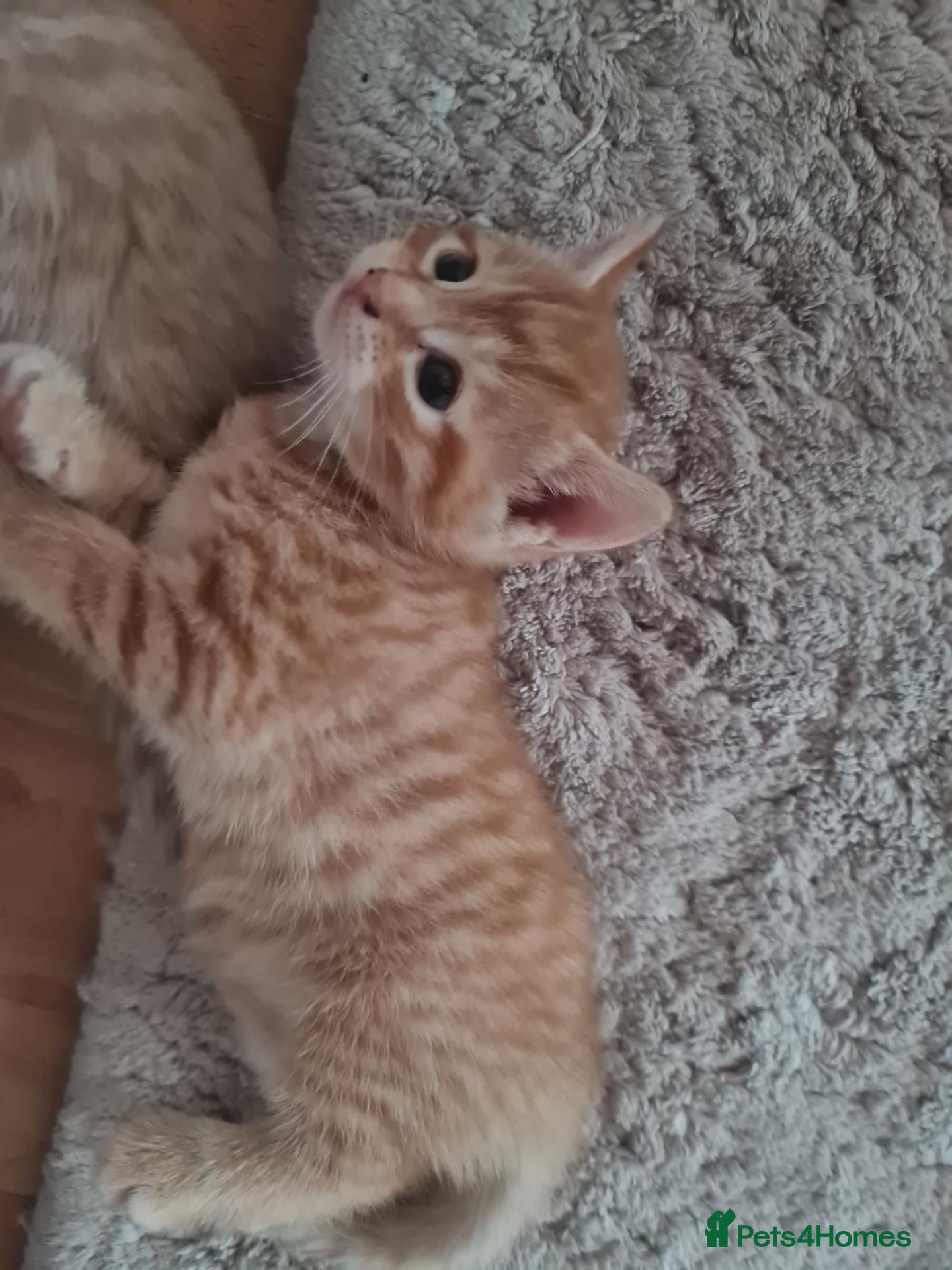 Mixed Breed cats Beautiful kittens - Advert 16
