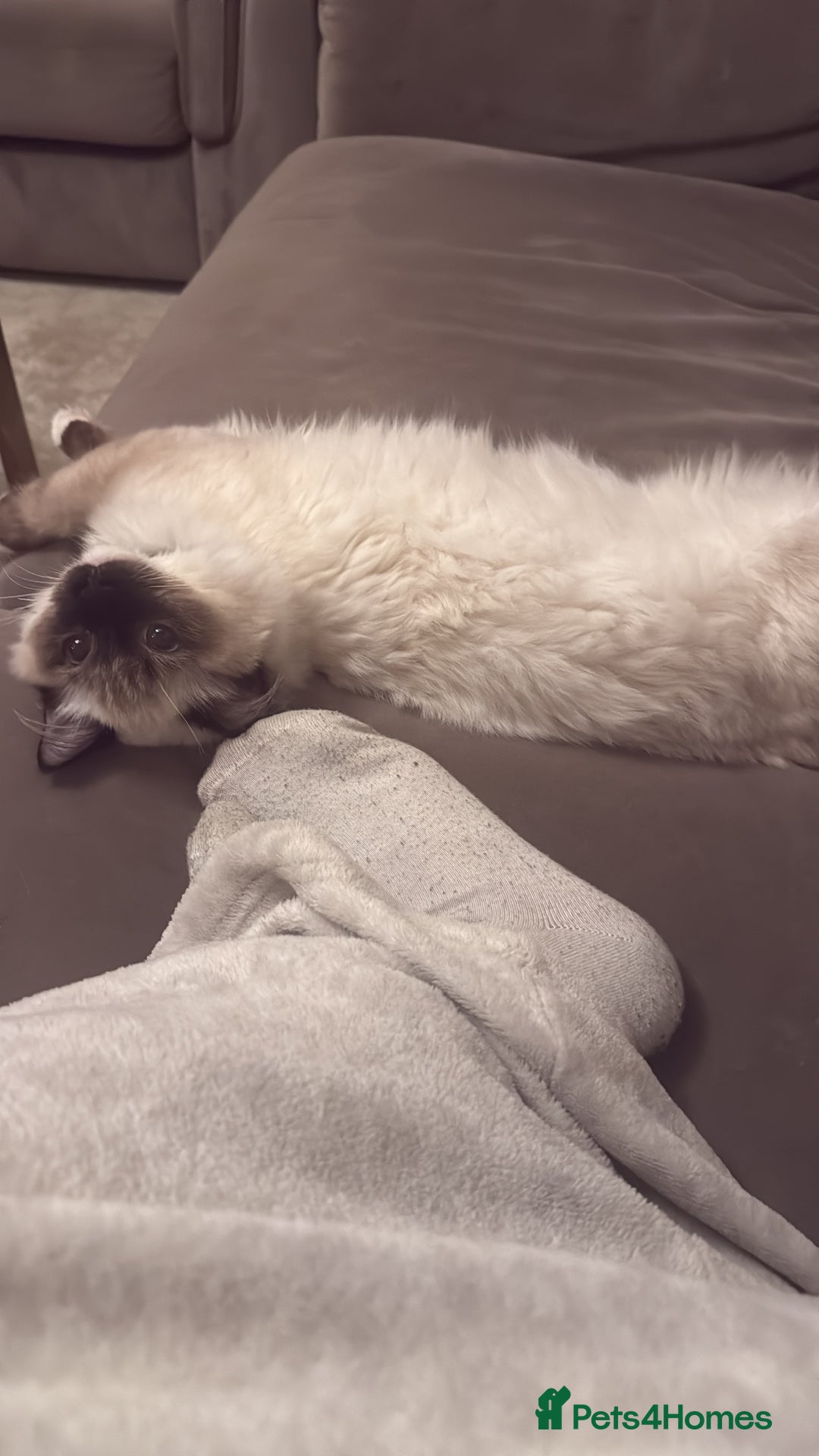Ragdoll cats for sale: The perfect family pet needs rehoming 😭 - Advert 4
