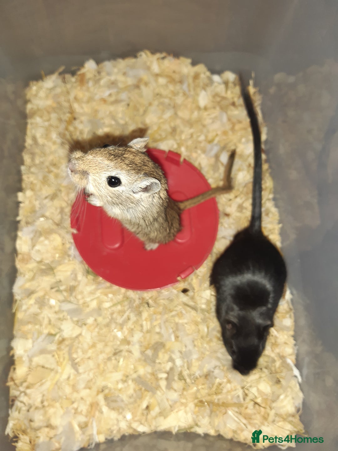Gerbil rodents for sale: Super friendly gerbils from hobby breeder  - Advert 38