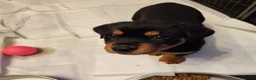 Rottweiler dogs for sale: Last pup from litter , male Second biggest pup - Advert 3