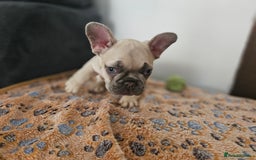 French Bulldog dogs for sale: French bulldog puppies  - Advert 36