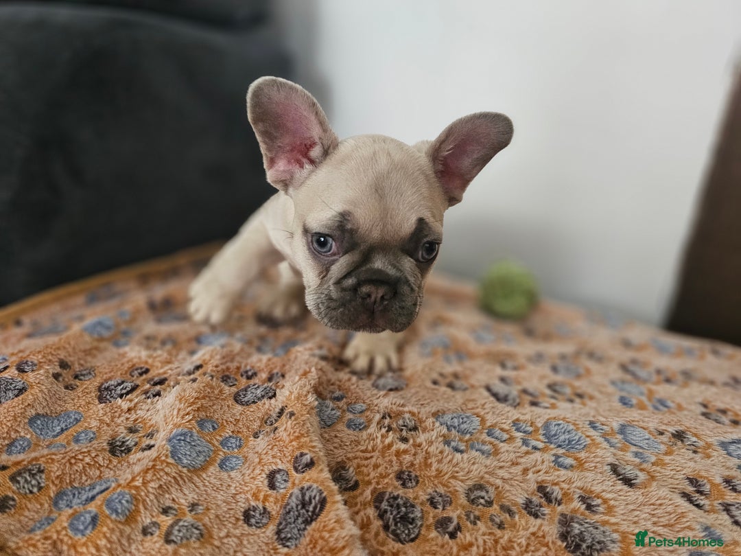 French Bulldog dogs for sale: French bulldog puppies  - Advert 36
