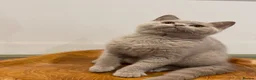 Brazilian Shorthair cats for sale: GCCF BRITISH SHORTHAIR KITTENS READY TO LEAVE NOW  - Advert 6