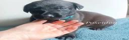 Lurcher dogs for sale: 9 beautiful Bedlington X Whippet puppies  - Advert 7