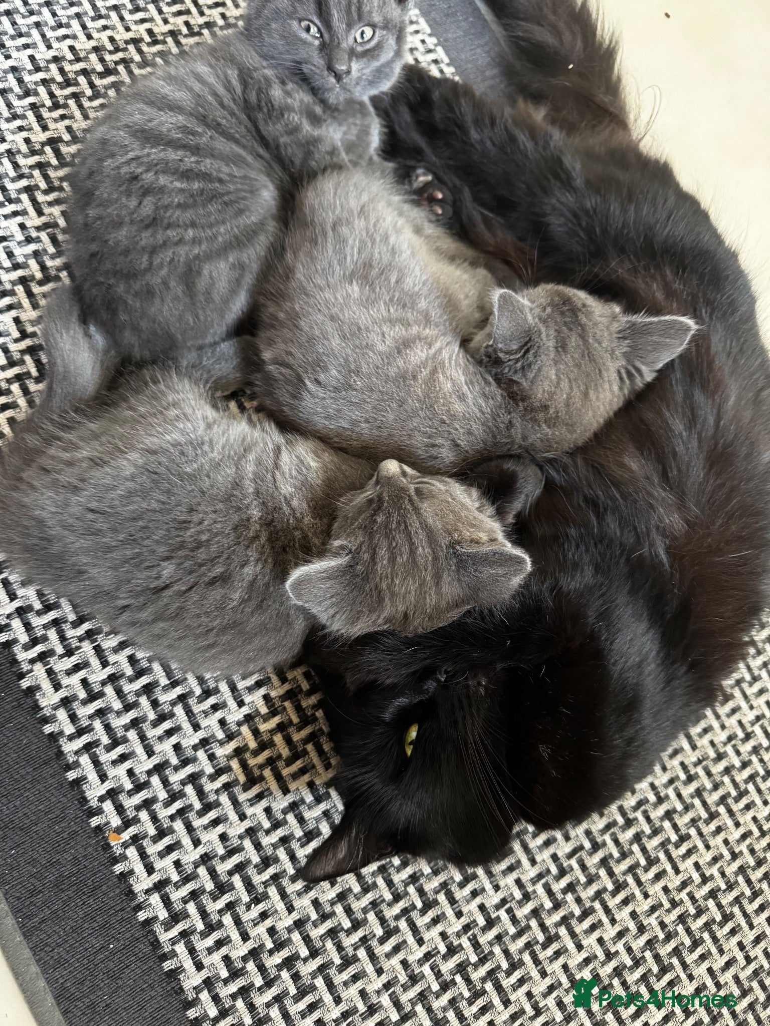 Mixed Breed cats Grey Kittens  - Advert 1