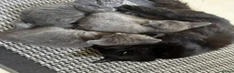 Mixed Breed cats for sale: Grey Kittens  - Advert 1
