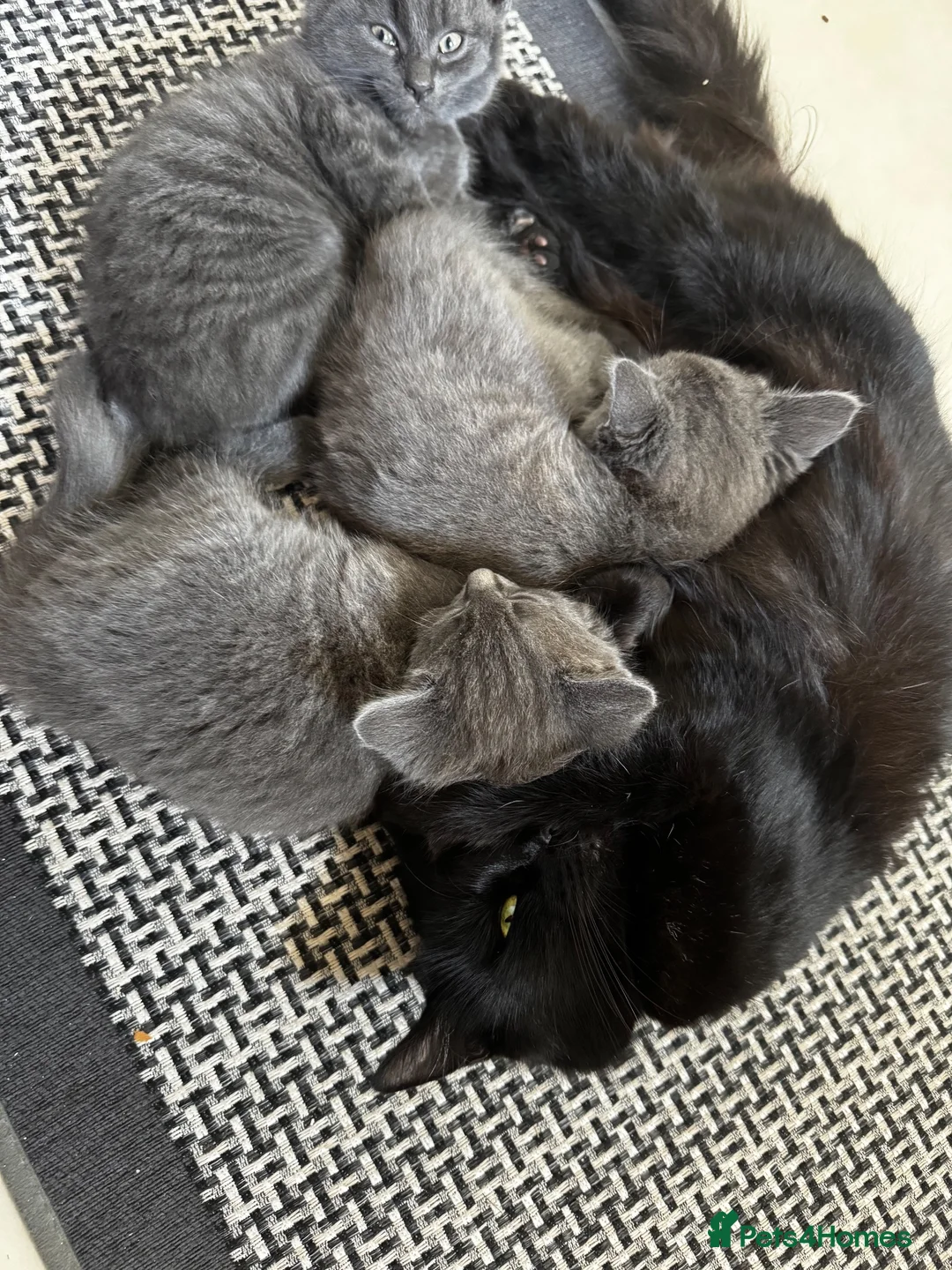 Mixed Breed cats for sale: Grey Kittens  - Advert 1