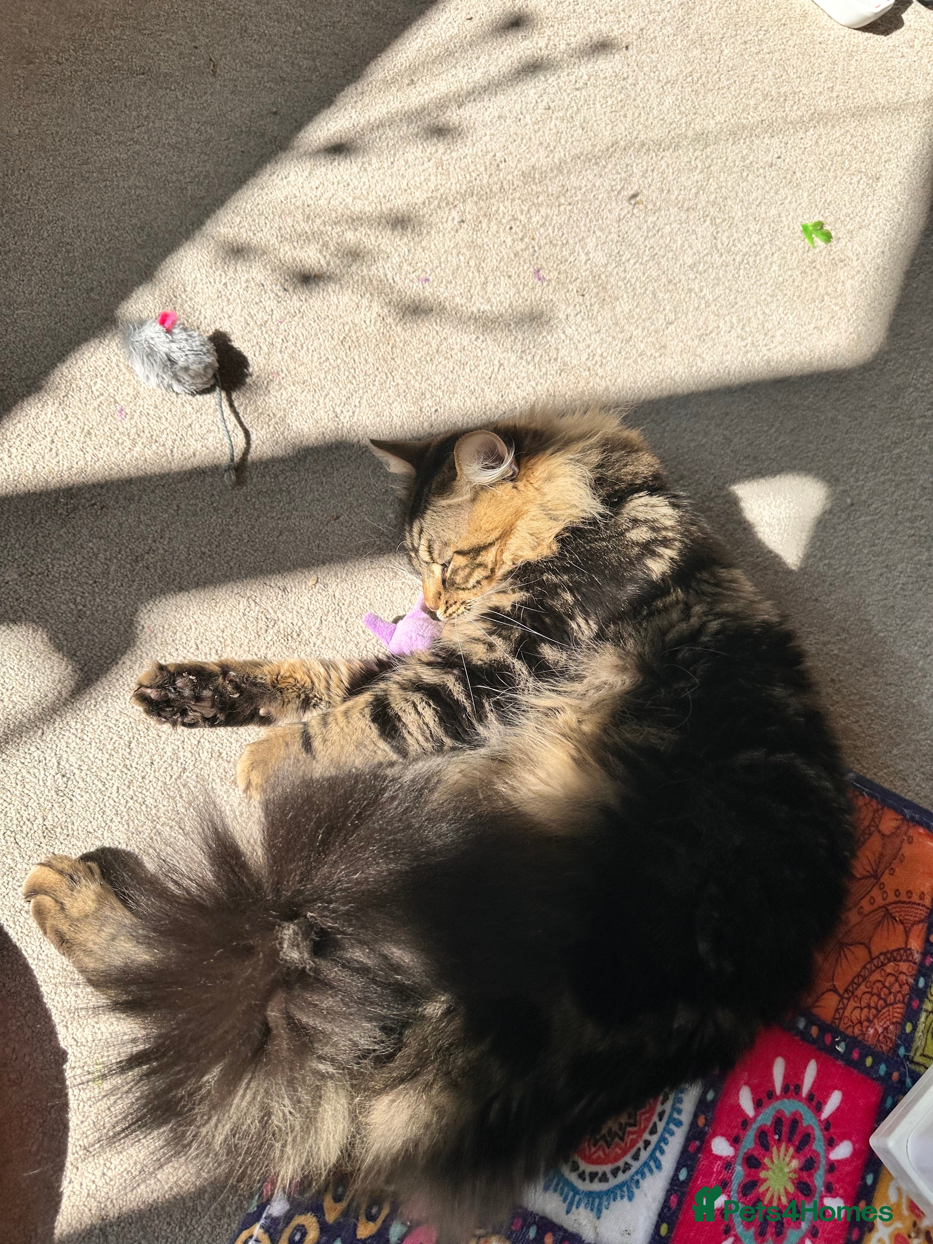 Mixed Breed cats Amiable mixed breed kittens: 3 females  - Advert 2