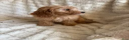 Cockapoo dogs for sale: Because puppy's  in Worksop - Advert 16