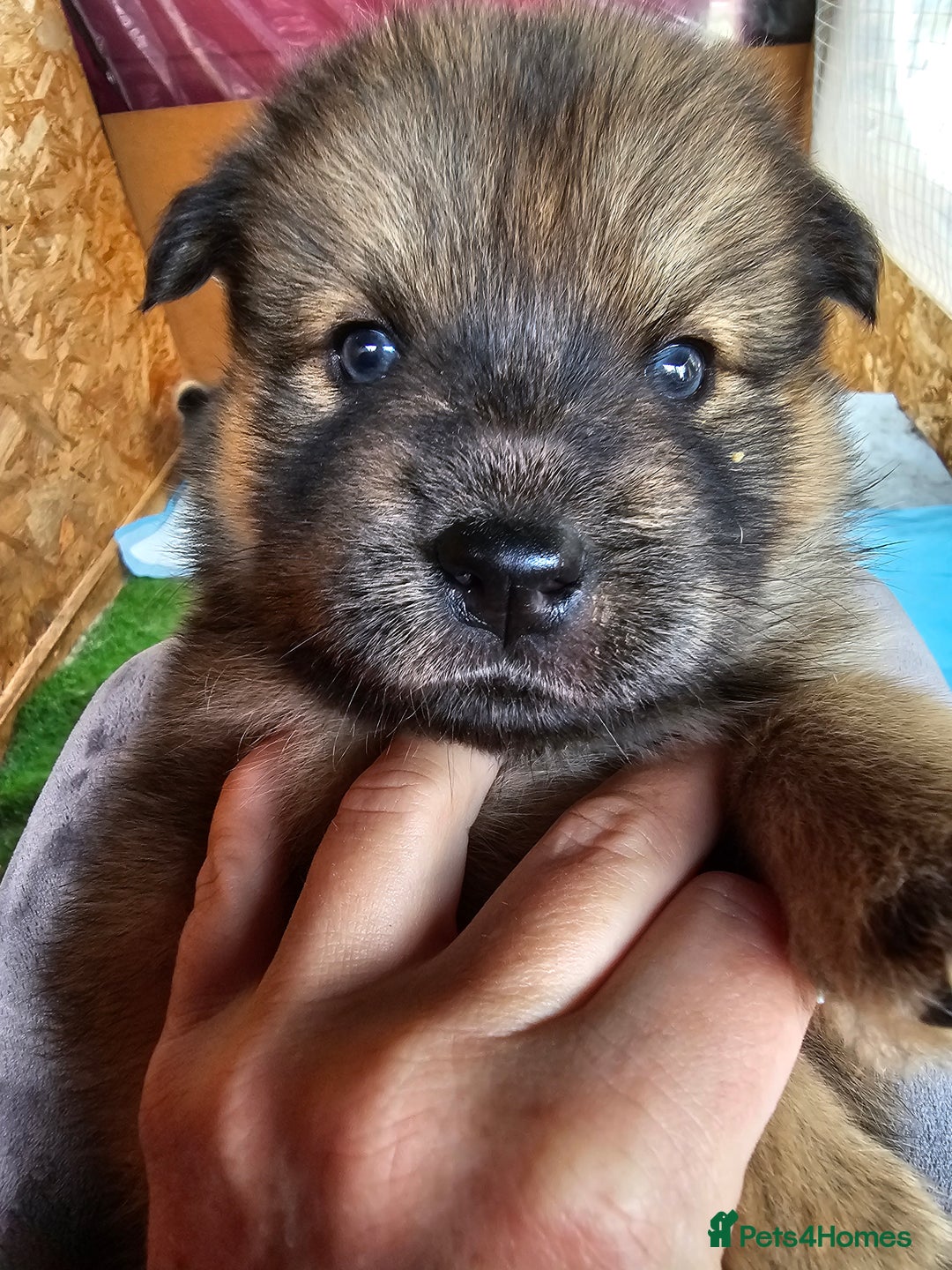 Mixed Breed dogs for sale: Chowsky puppies  chow chow  - Image 4