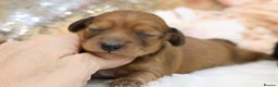 Miniature Dachshund dogs for sale: KC Miniature Dachshund Longhair Puppies - Advert 11
