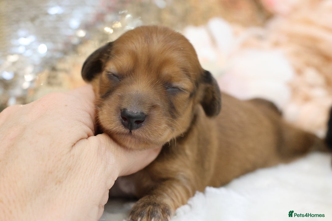 Miniature Dachshund dogs for sale: KC Miniature Dachshund Longhair Puppies - Advert 11