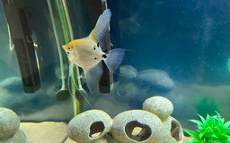 Other/Mixed Breed fish for sale: Tank of Tropical fish - need to go ASAP - Image 2