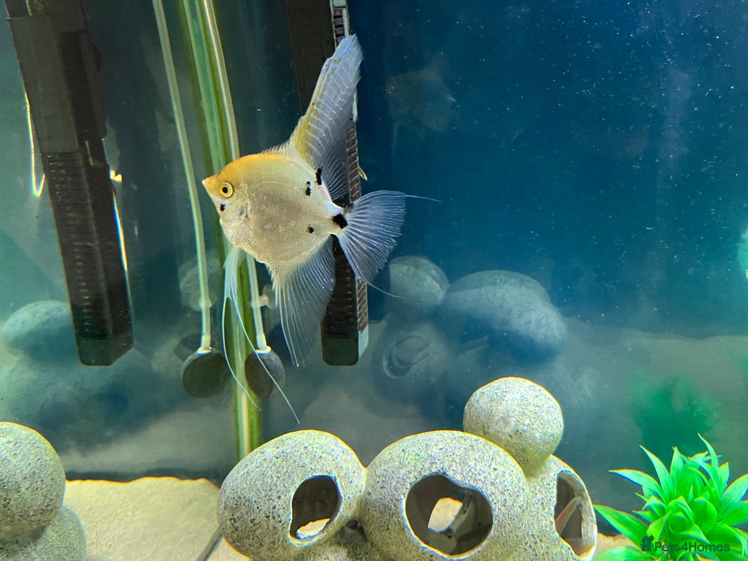 Other/Mixed Breed fish for sale: Tank of Tropical fish - need to go ASAP - Image 2