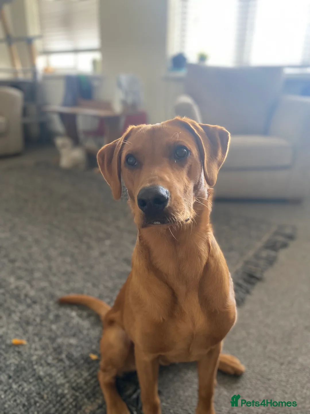 Labrador Retriever dogs for sale: Fox Red Rufus  - Advert 2