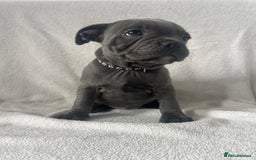 Staffordshire Bull Terrier dogs for sale: 🐾READY TO LEAVE NOW 🐾TOP BLOODLINES BLUE STAFFS - Image 4