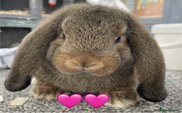 German Lop rabbits for sale: 4 x German lop babies (PET homes!) in Cramlington - Image 2