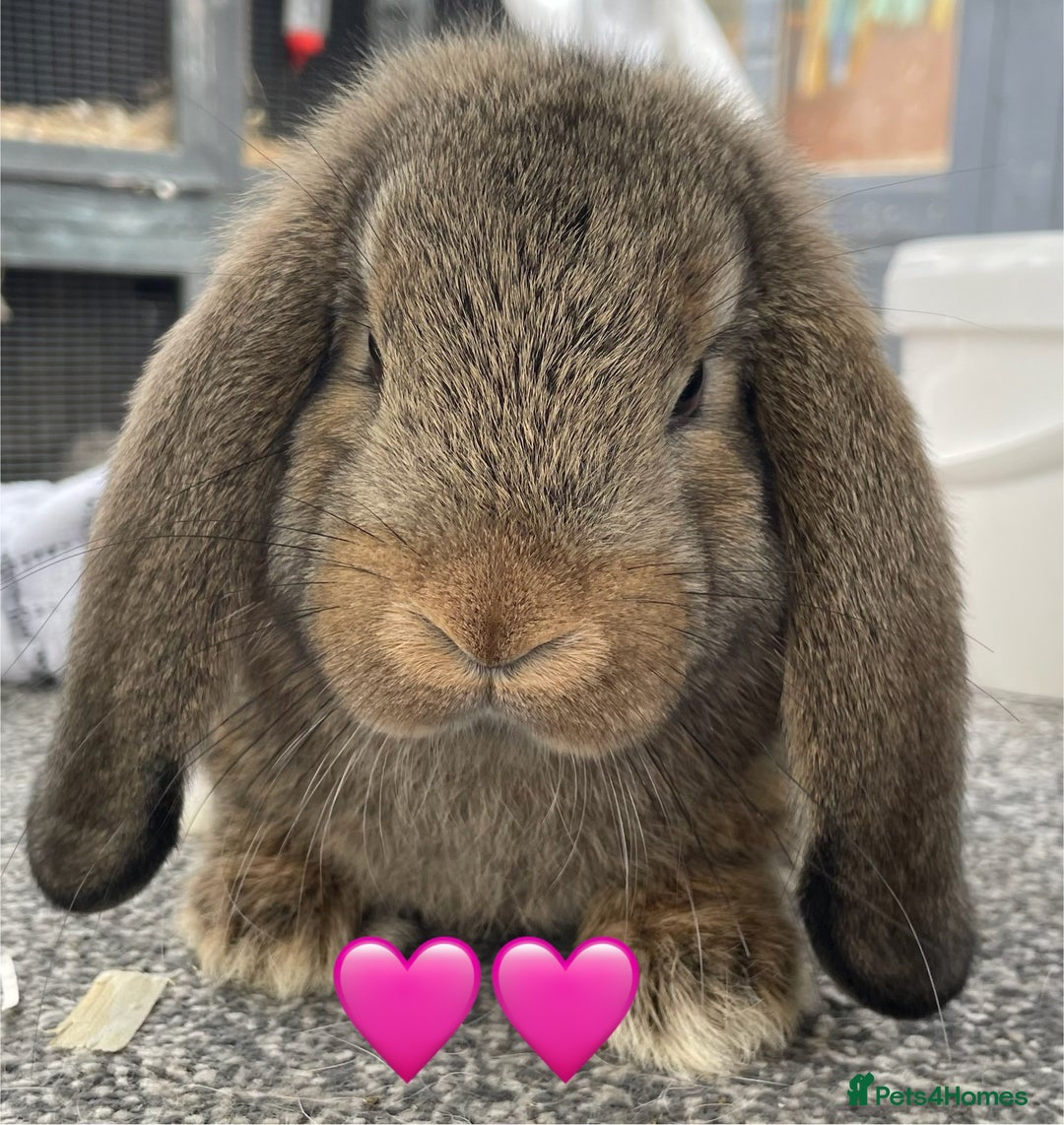 German Lop rabbits for sale: 4 x German lop babies (PET homes!) in Cramlington - Image 2
