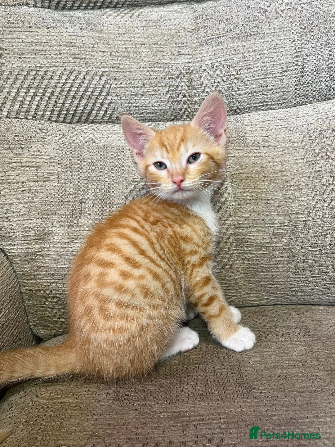 Mixed Breed cats for sale: 5 Gorgeous Kittens in Halifax - Advert 2