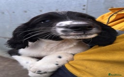 English Springer Spaniel dogs for sale: English springer spaniel pups - Image 2