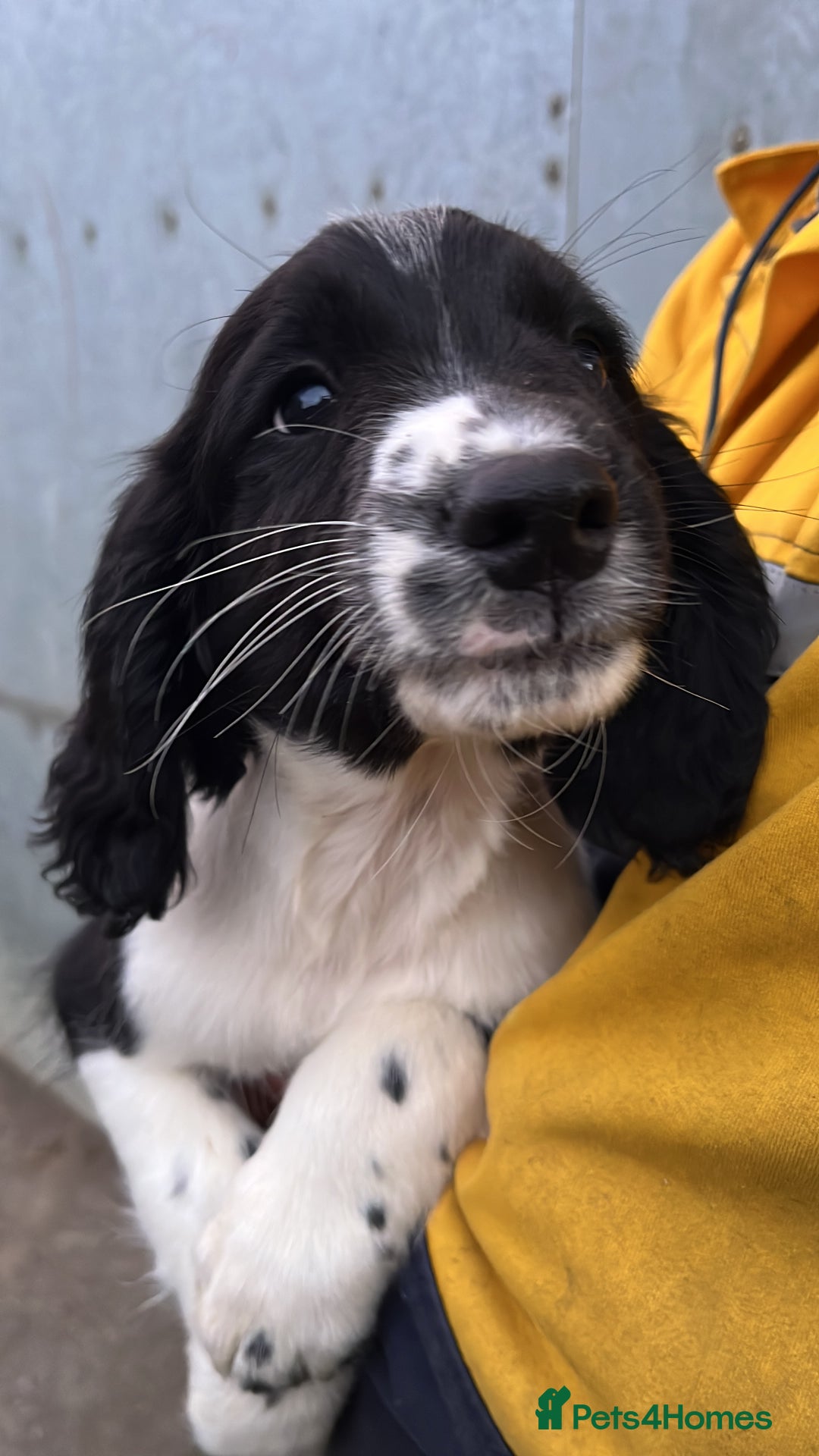 English Springer Spaniel dogs for sale: English springer spaniel pups - Image 2