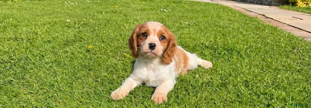 Cavalier King Charles Spaniel dogs for sale: Health tested cavalier King Charles  - Advert 24