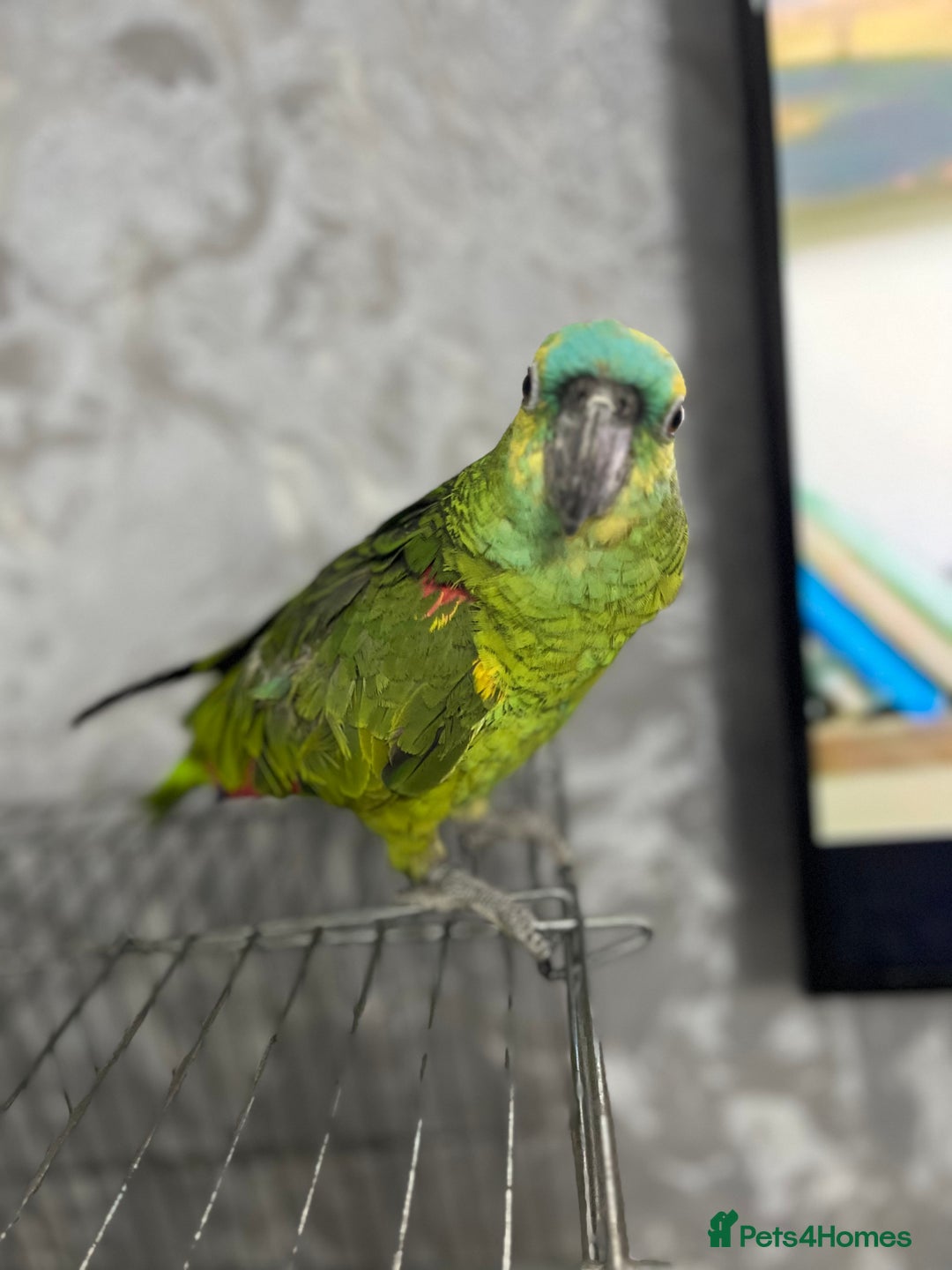 Parrots birds for sale: TAME AND TALKING FEMALE BLUE FRONT AMAZON WITH DNA - Advert 13