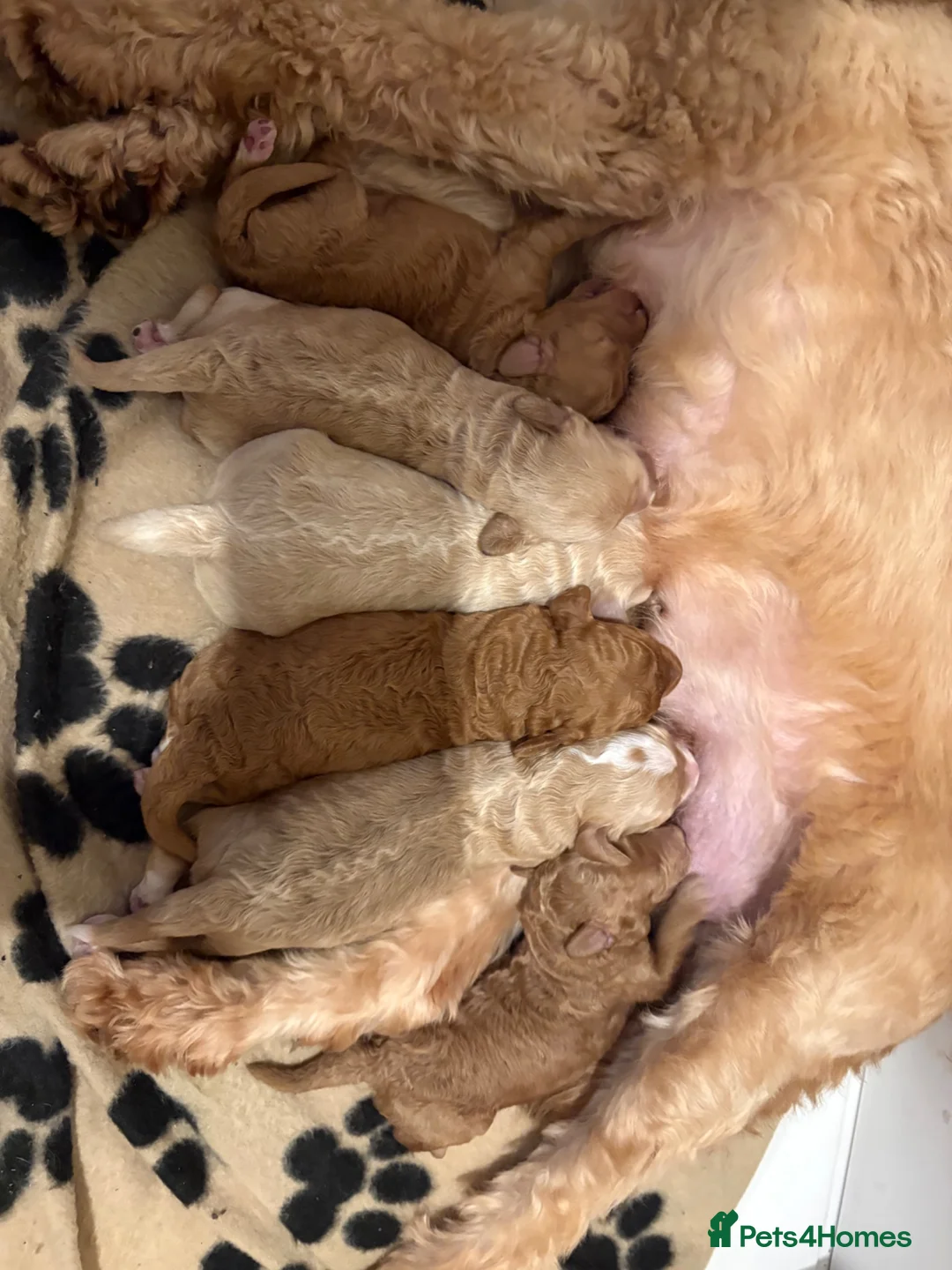 Cockapoo dogs for sale: Cockapoo puppies for sale in Stockport - Advert 7