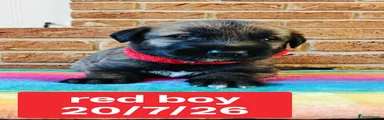 Red Collar Boy