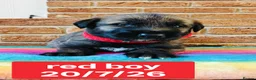 Irish Wolfhound dogs for sale: Stunning KC reg Irish Wolfhound litter for sale - Advert 6