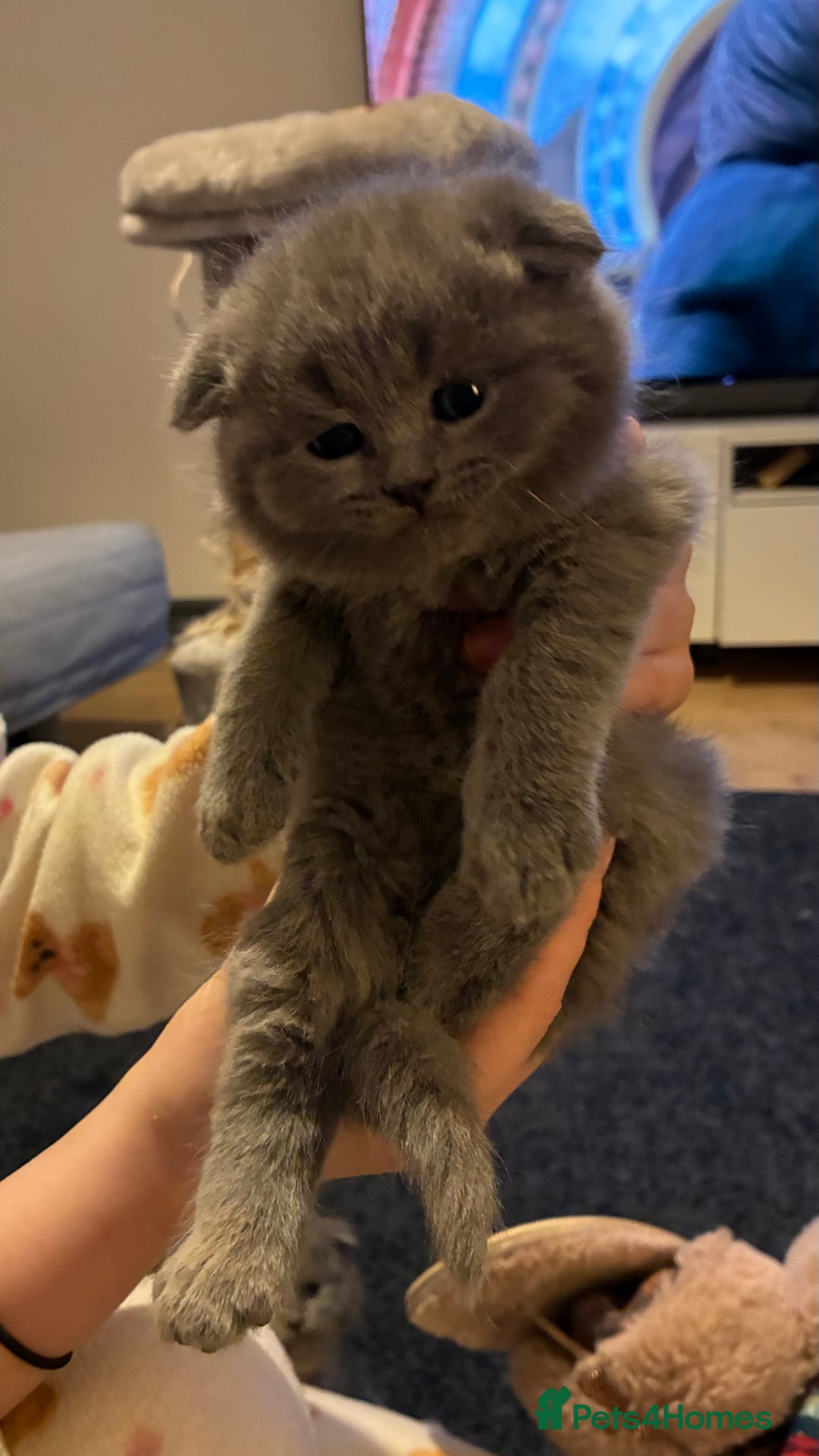 Scottish Fold cats for sale: 6 beautiful Scottish fold kittens - Advert 3