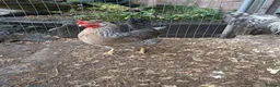 Chickens poultry for sale: Cream Legbar /Blue Splash Orpington Hatching Eggs  - Advert 2